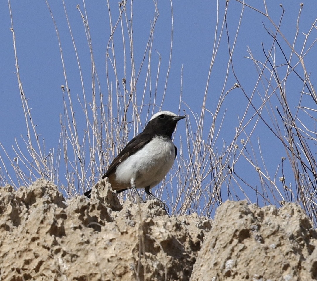 Mourning Wheatear - ML635820546