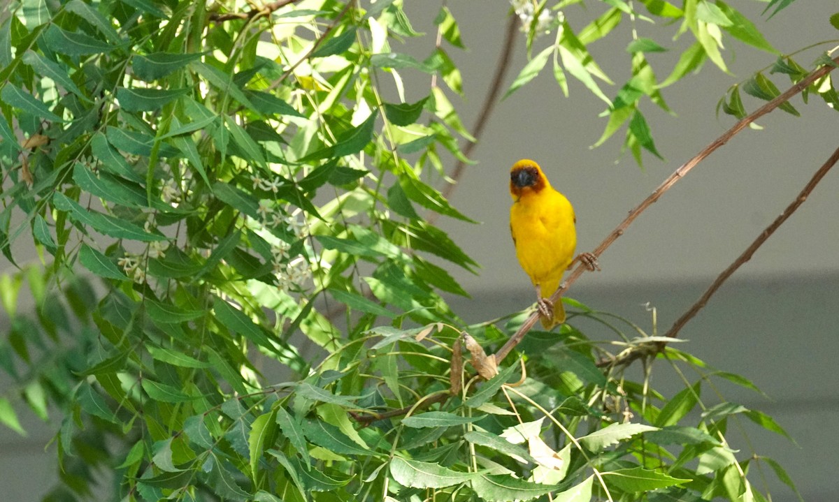 Rüppell's Weaver - ML635820550