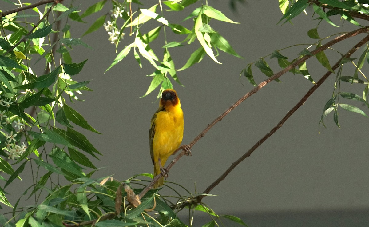 Rüppell's Weaver - ML635820552