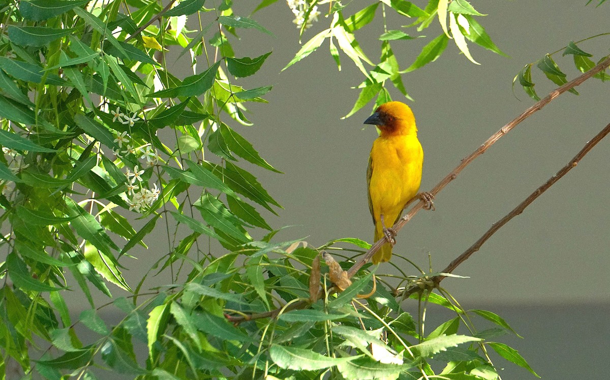 Rüppell's Weaver - ML635820553