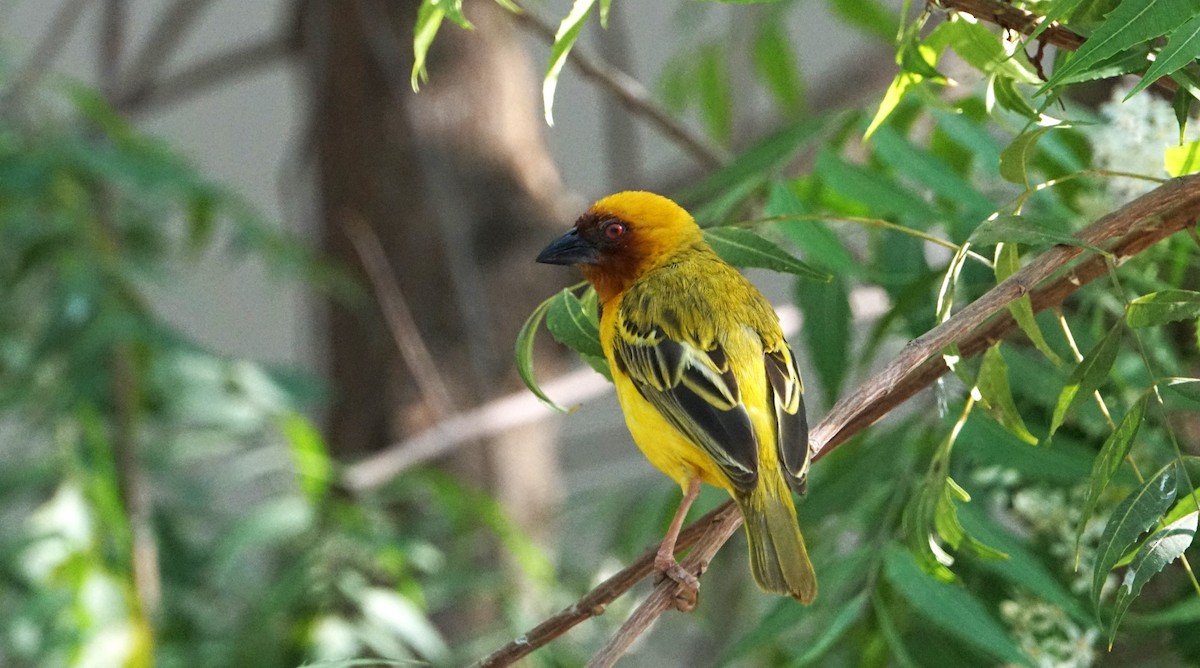 Rüppell's Weaver - ML635820554