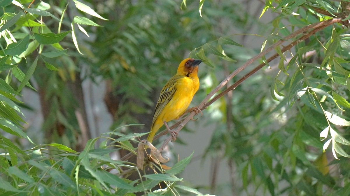 Rüppell's Weaver - ML635820570
