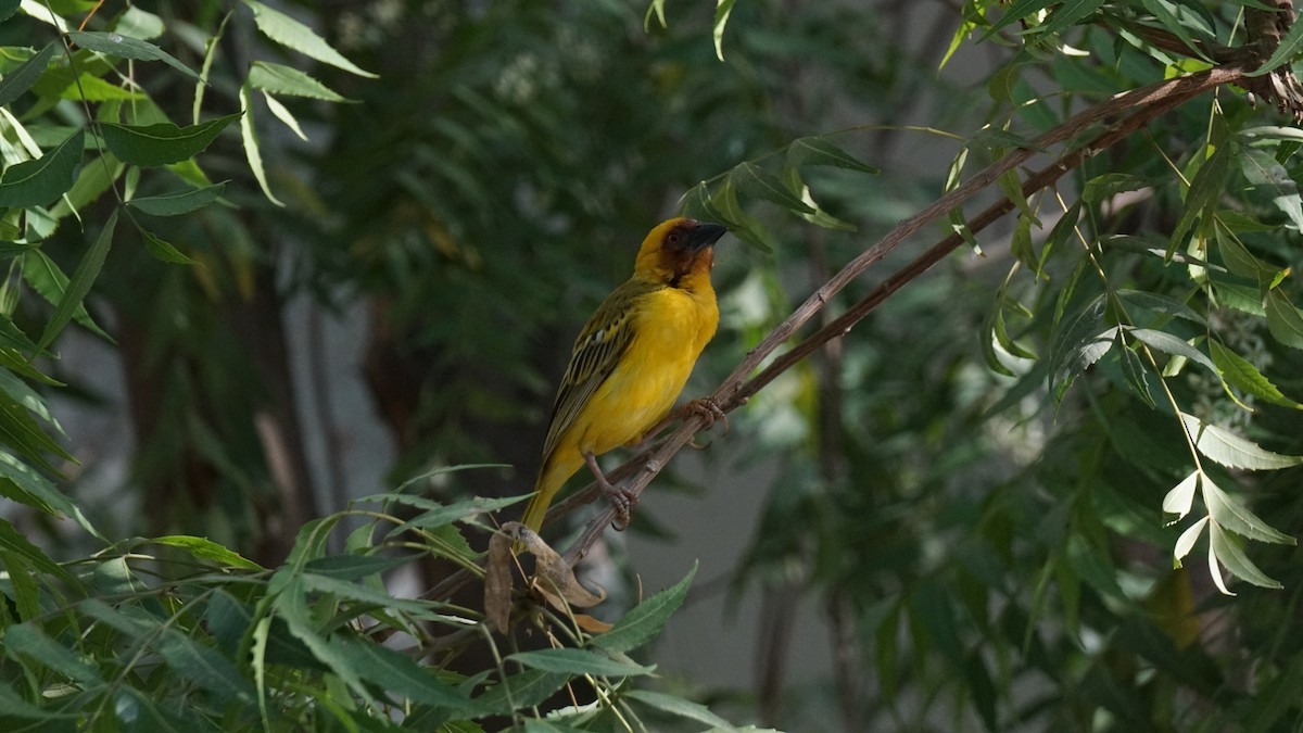 Rüppell's Weaver - ML635820572