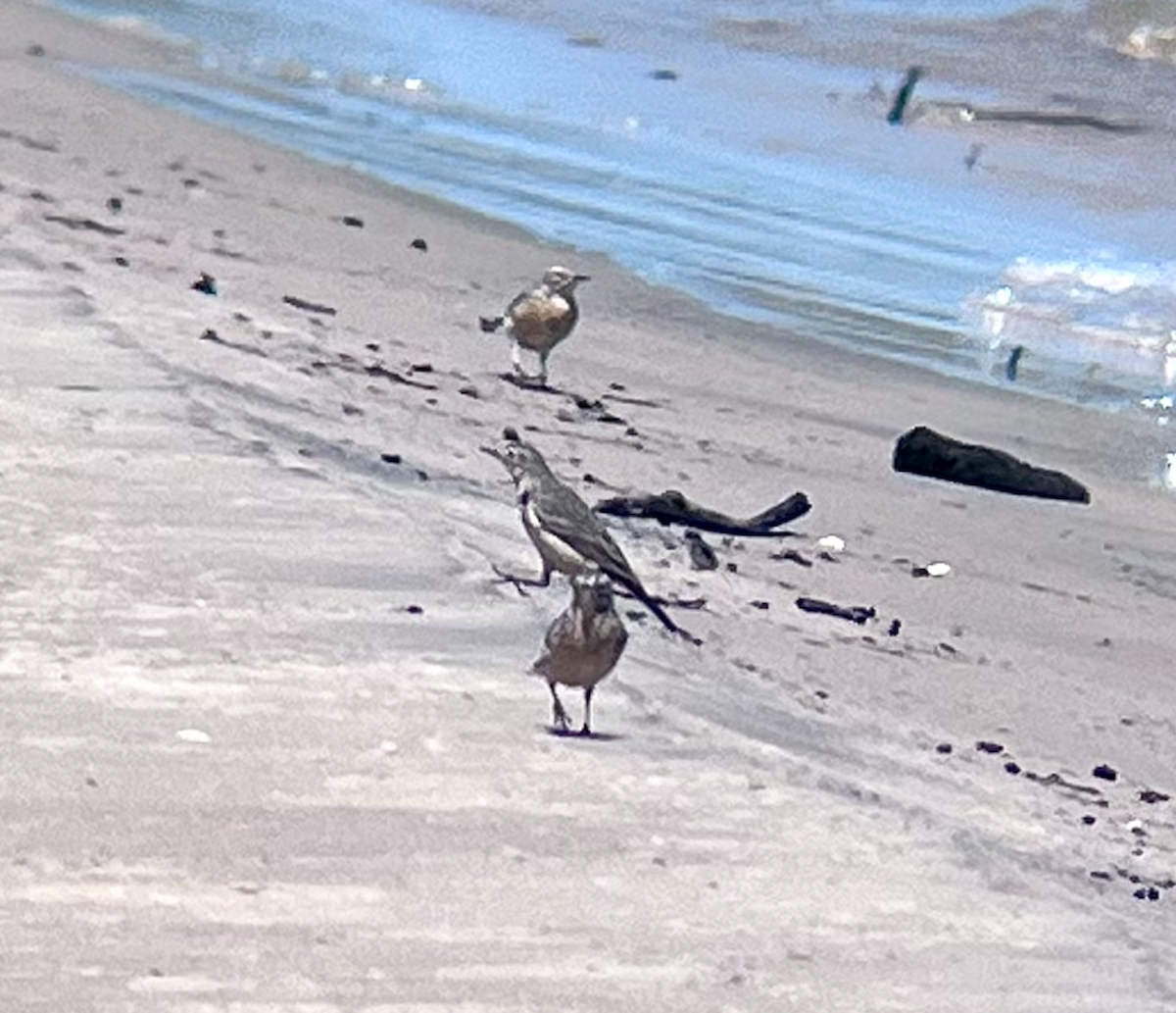 American Pipit - ML635820592