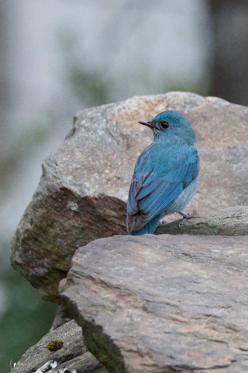 Verditer Flycatcher - ML635820608