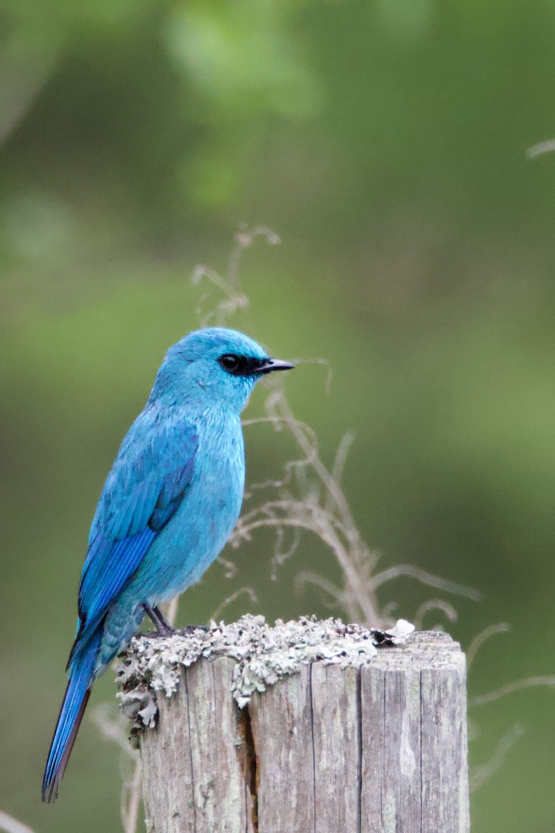 Verditer Flycatcher - ML635820609