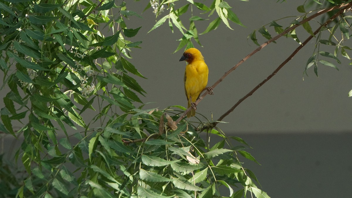 Rüppell's Weaver - ML635820673