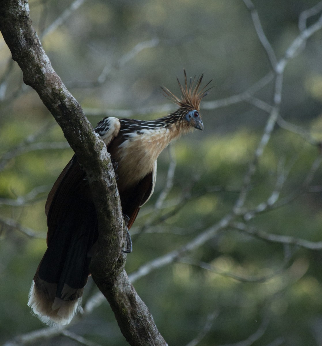 Hoatzin - ML635820680