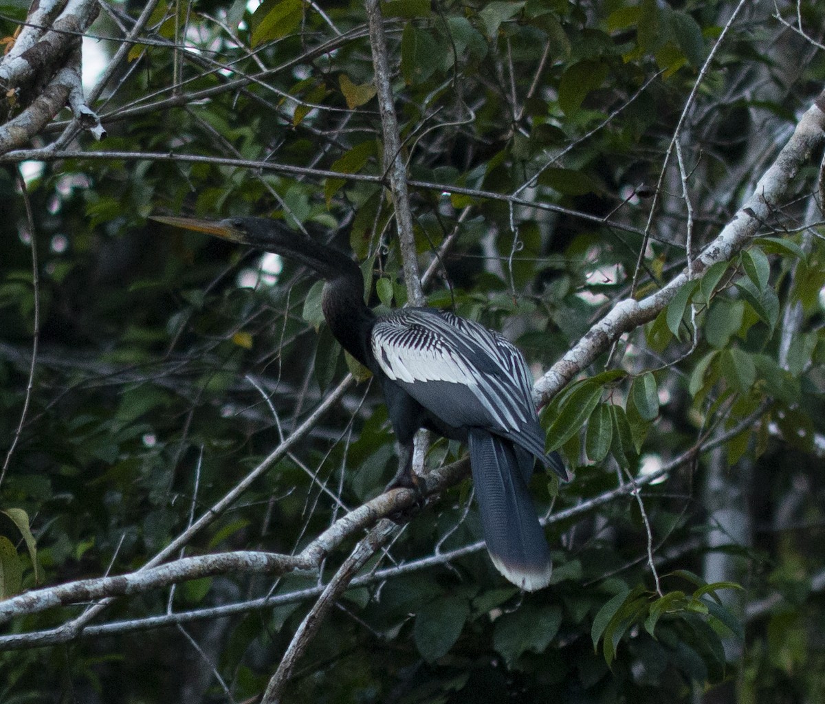 Anhinga amerikarra - ML635820688