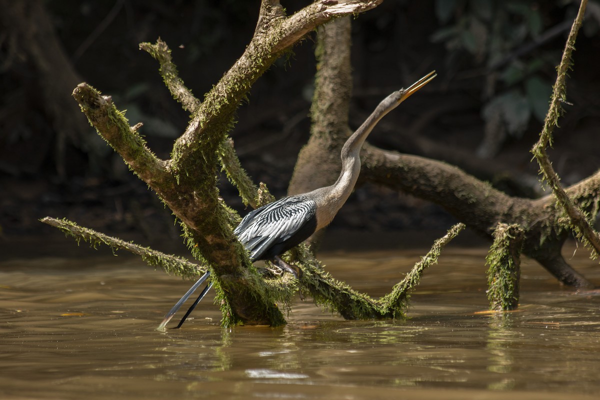 Anhinga amerikarra - ML635820689