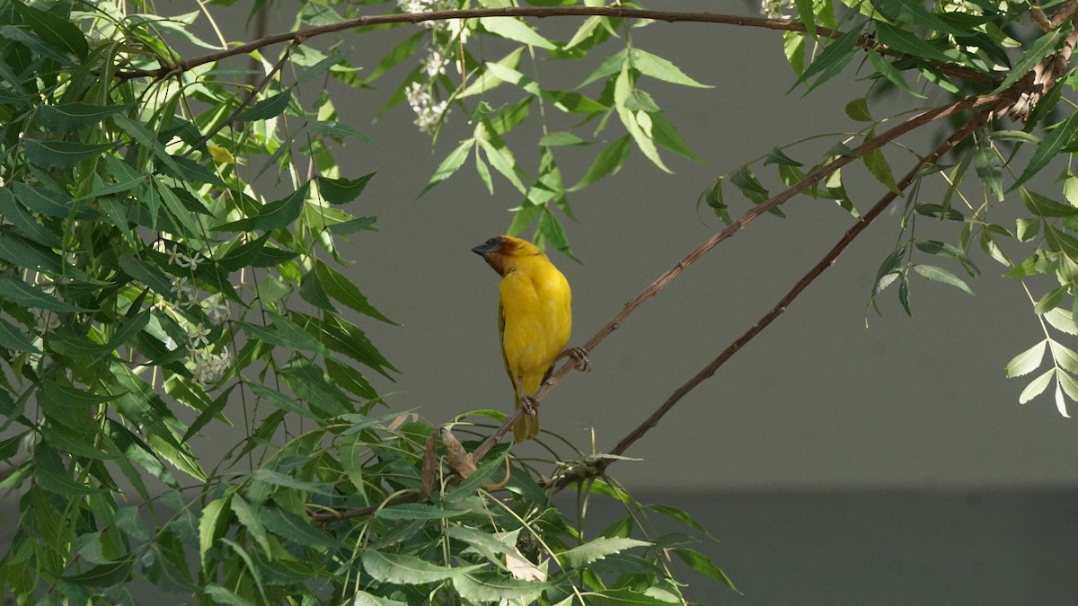 Rüppell's Weaver - ML635820701