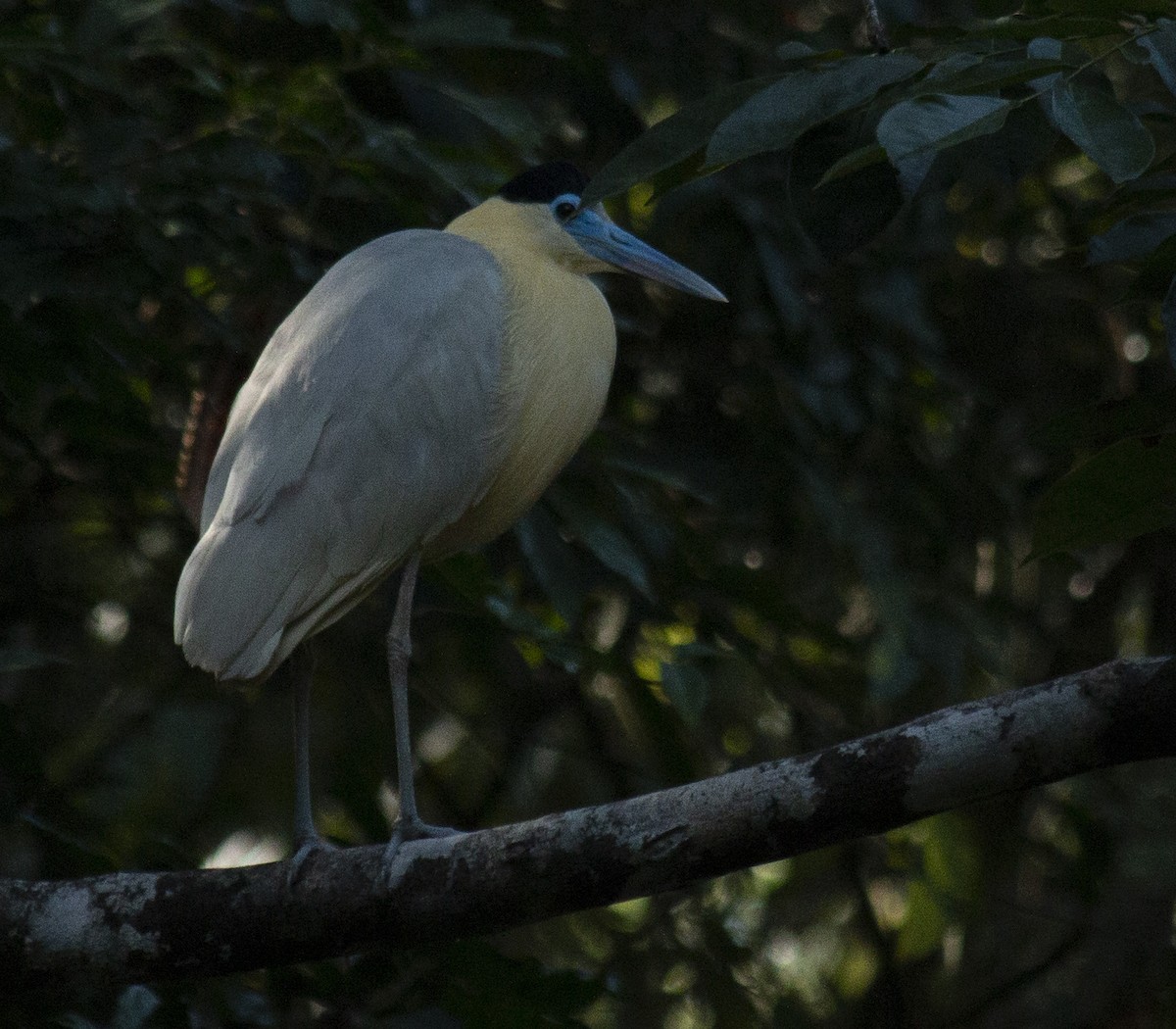 Capped Heron - ML635820704