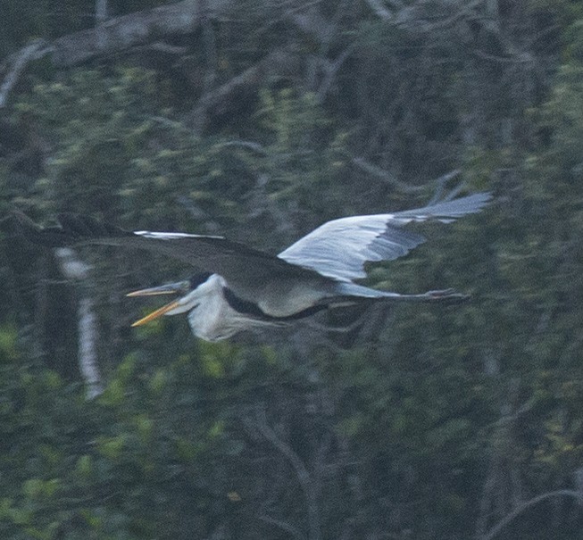 Cocoi Heron - ML635820706