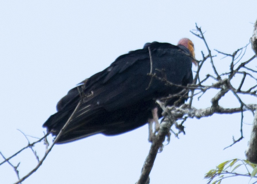 Greater Yellow-headed Vulture - ML635820711