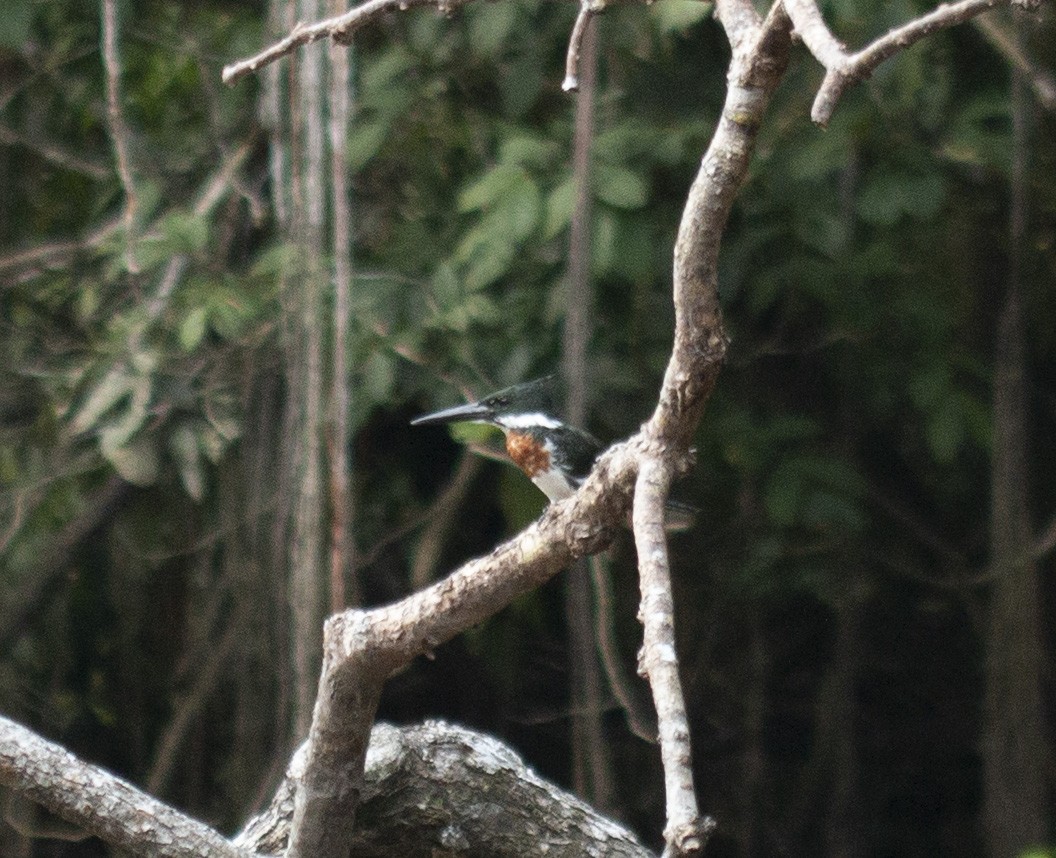 Ringed Kingfisher - ML635820722