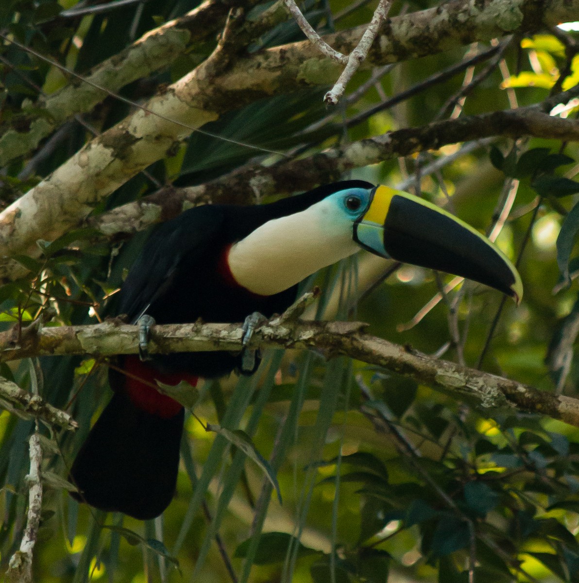 White-throated Toucan - ML635820725