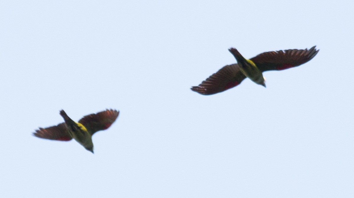 parrot sp. - ML635820744