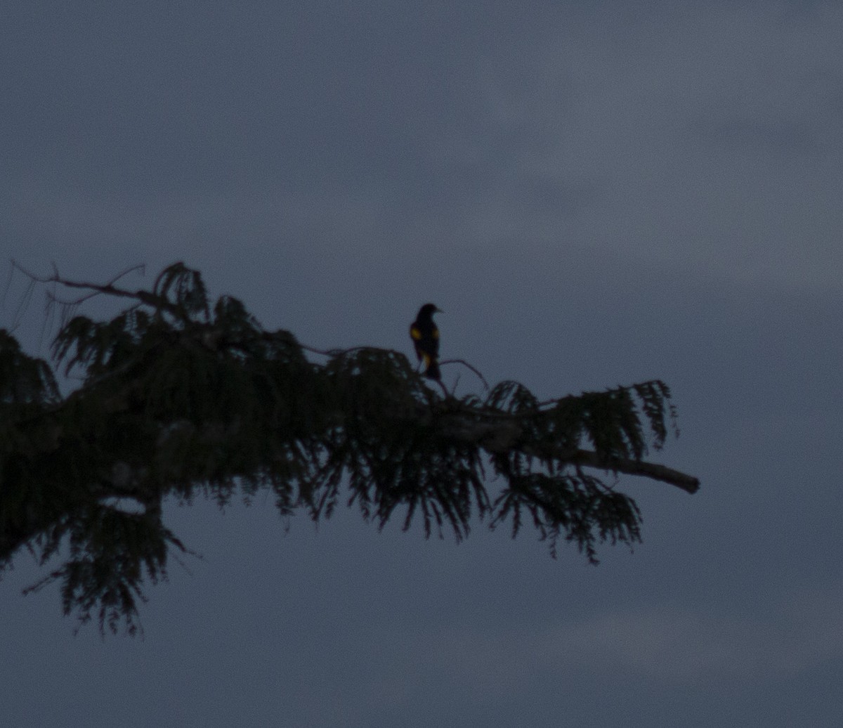 Yellow-rumped Cacique - ML635820748