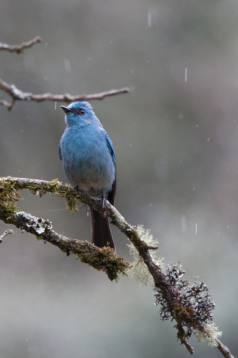 Verditer Flycatcher - ML635820803