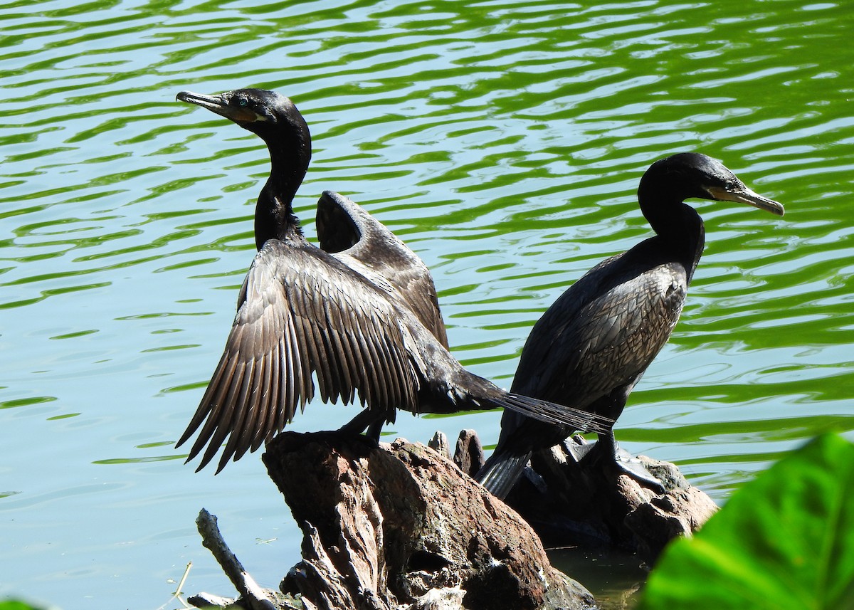 Neotropic Cormorant - ML635820813