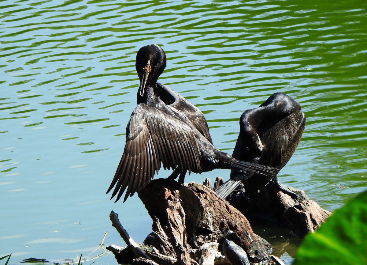 Neotropic Cormorant - ML635820814