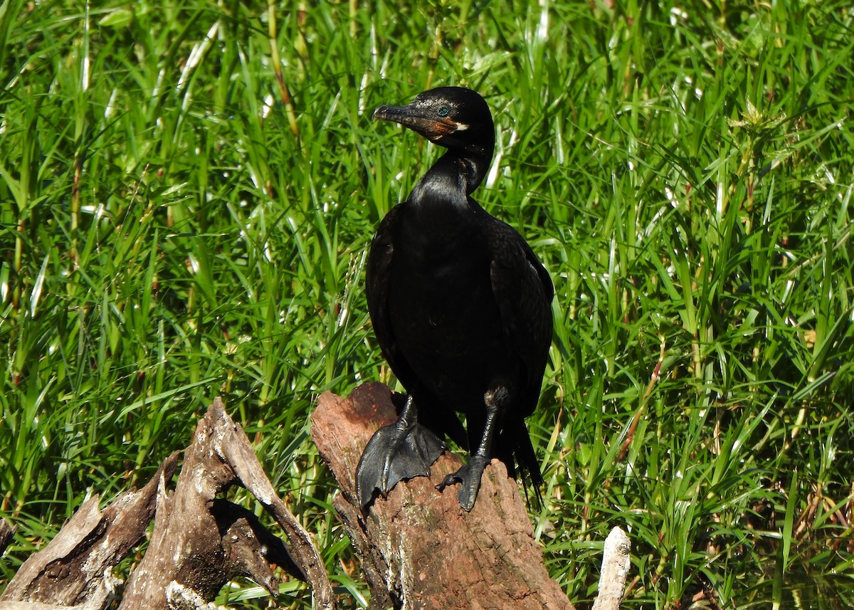 Neotropic Cormorant - ML635820815