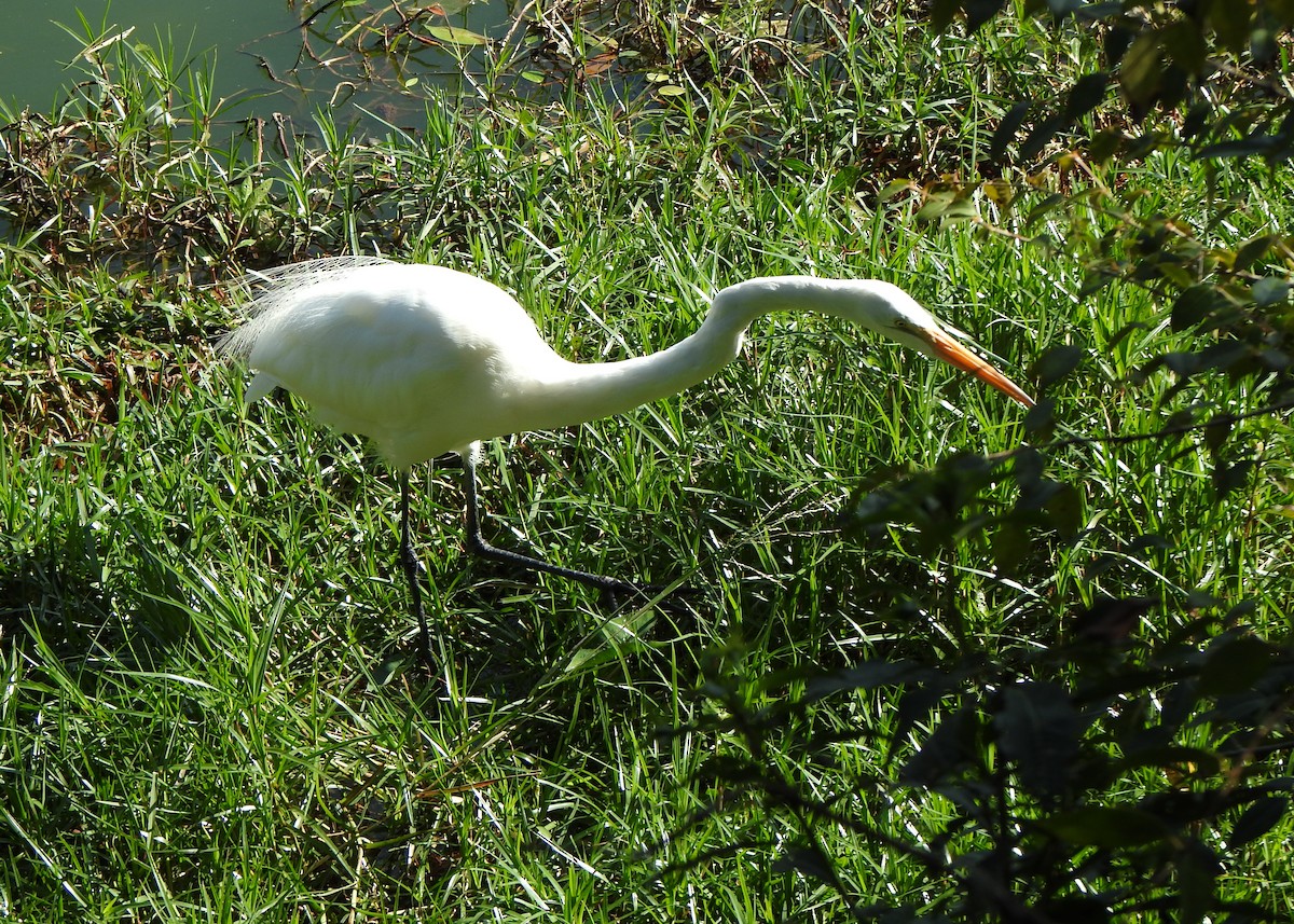 Great Egret - ML635820898