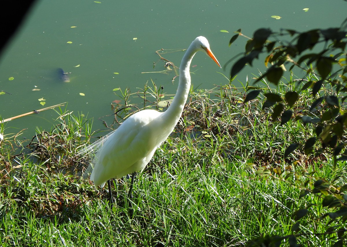 Great Egret - ML635820899