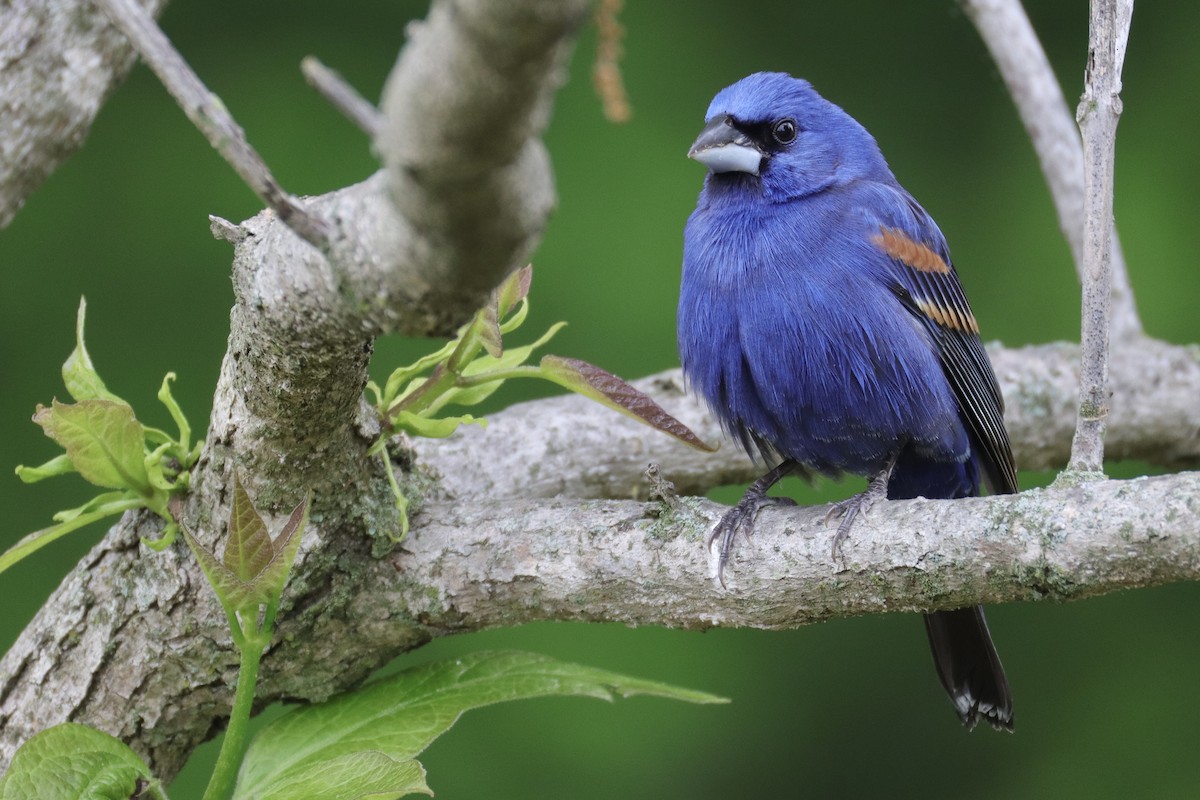 Blue Grosbeak - ML635820917