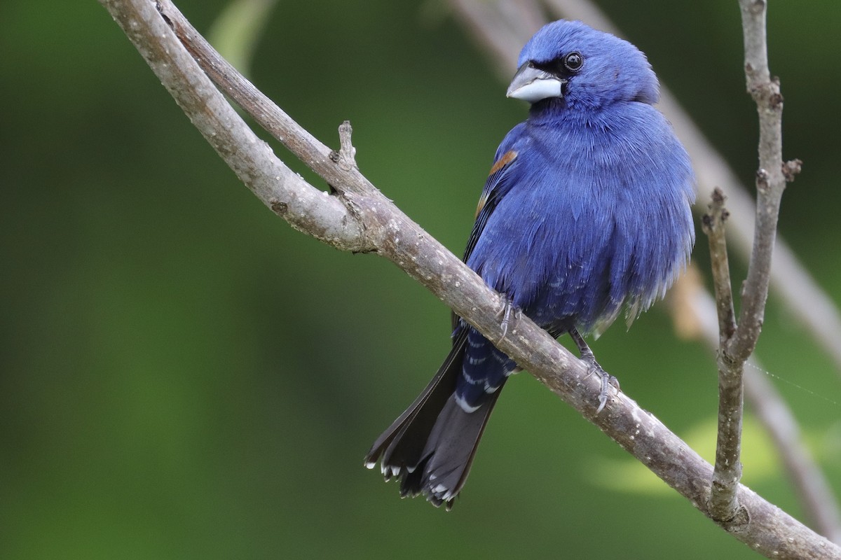 Blue Grosbeak - ML635820918