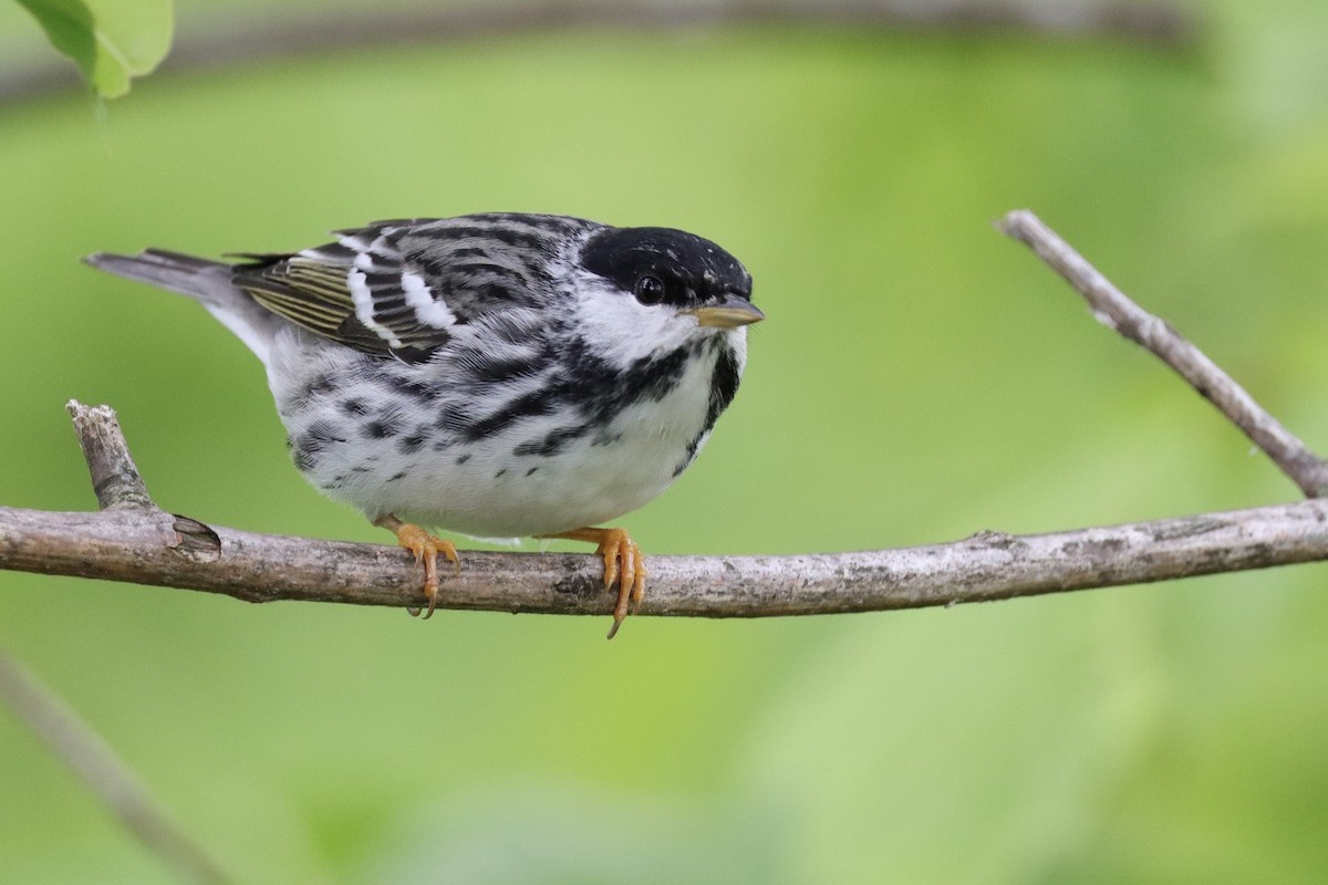 Blackpoll Warbler - ML635820925