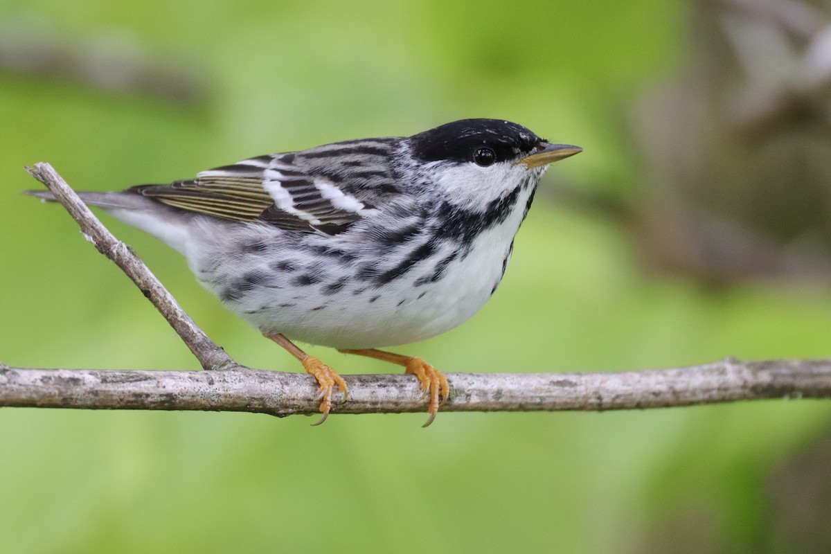 Blackpoll Warbler - ML635820926