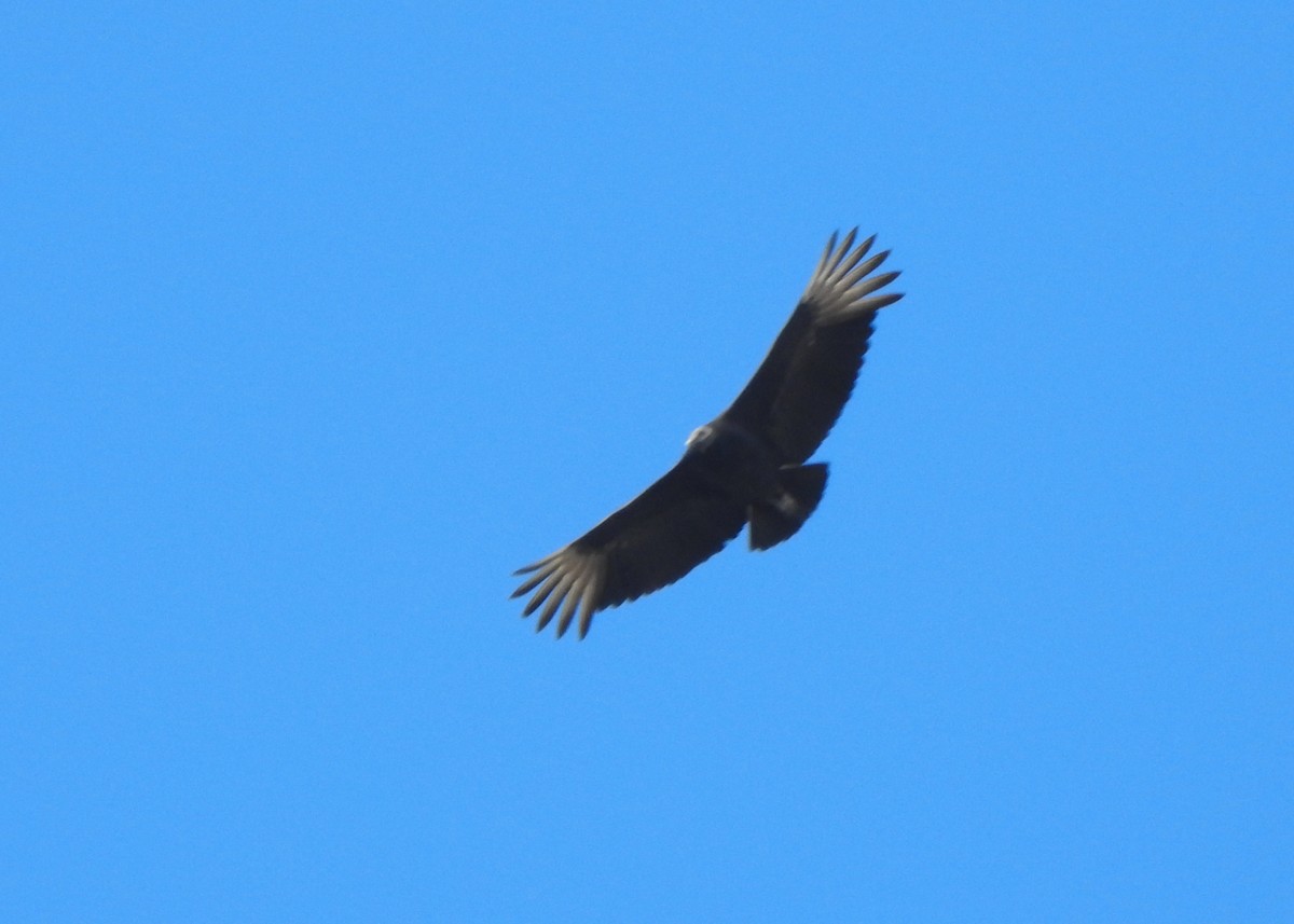 Black Vulture - ML635820928