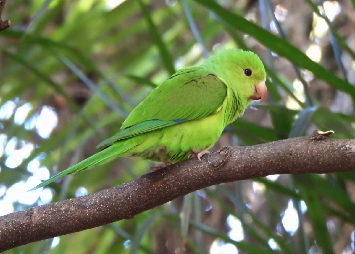 Plain Parakeet - ML635820933
