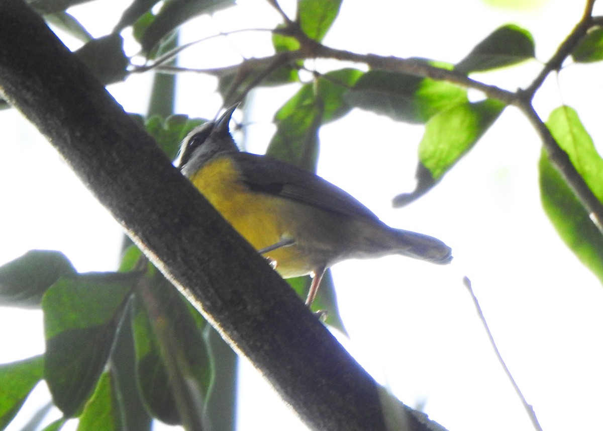 Bananaquit - ML635820966