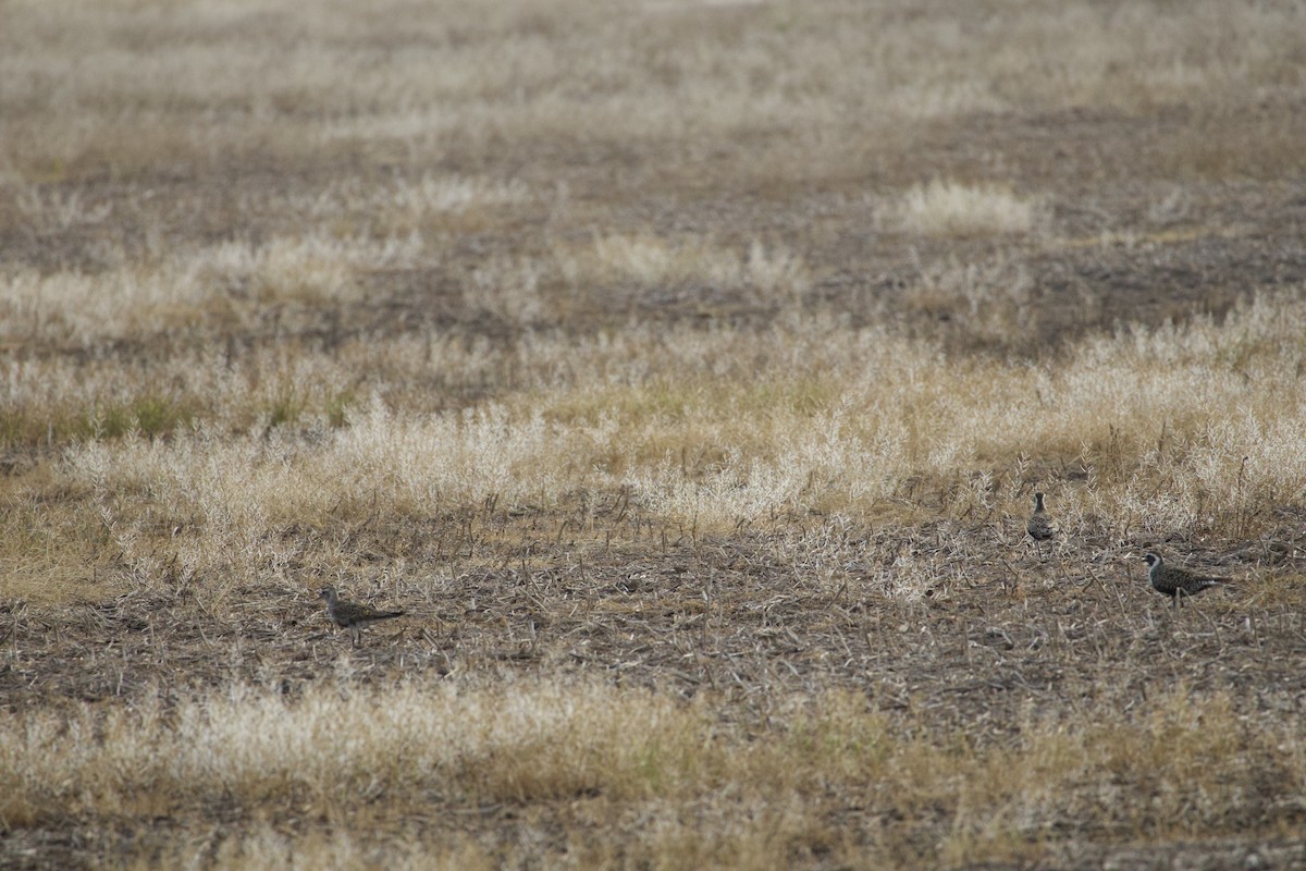 American Golden-Plover - ML635821042