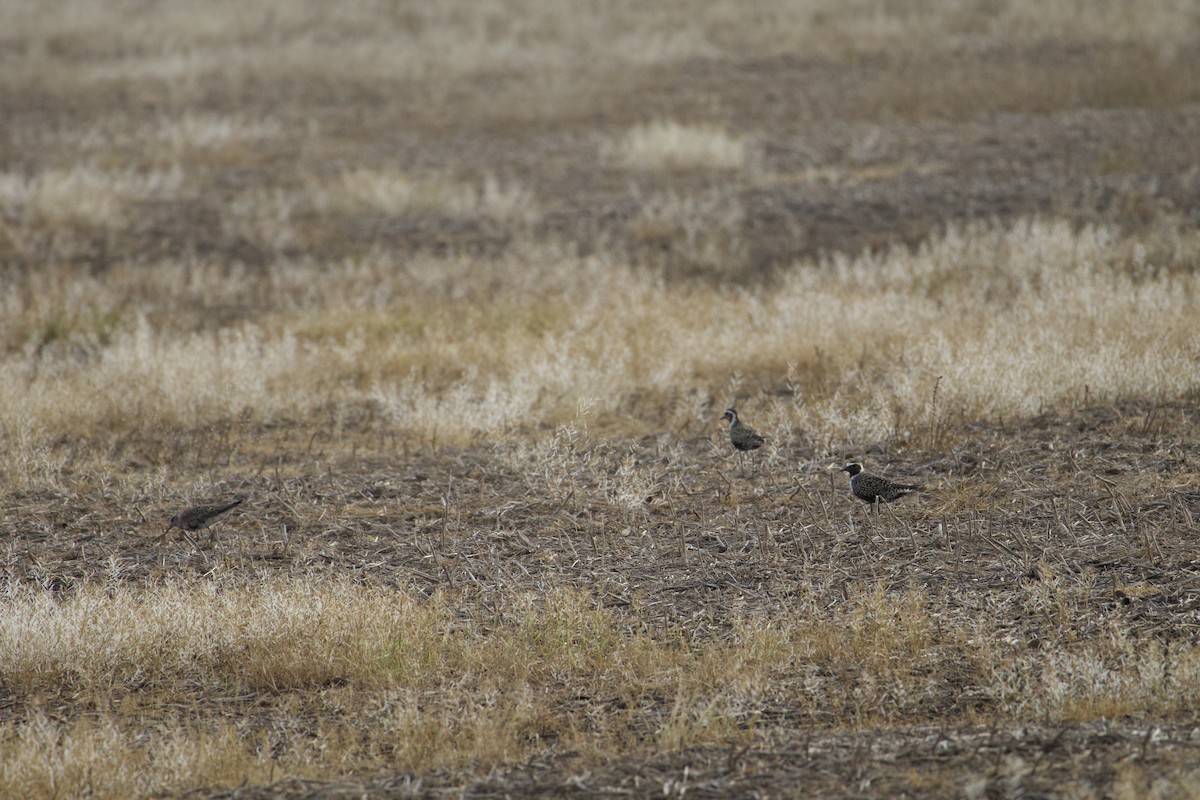 American Golden-Plover - ML635821043