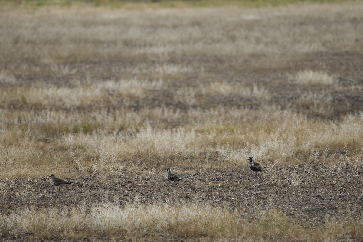 American Golden-Plover - ML635821044