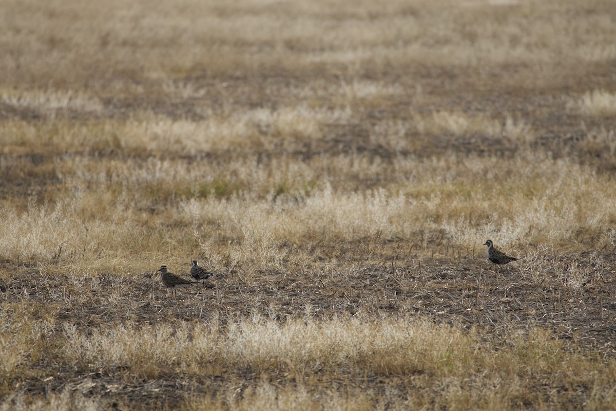 American Golden-Plover - ML635821048
