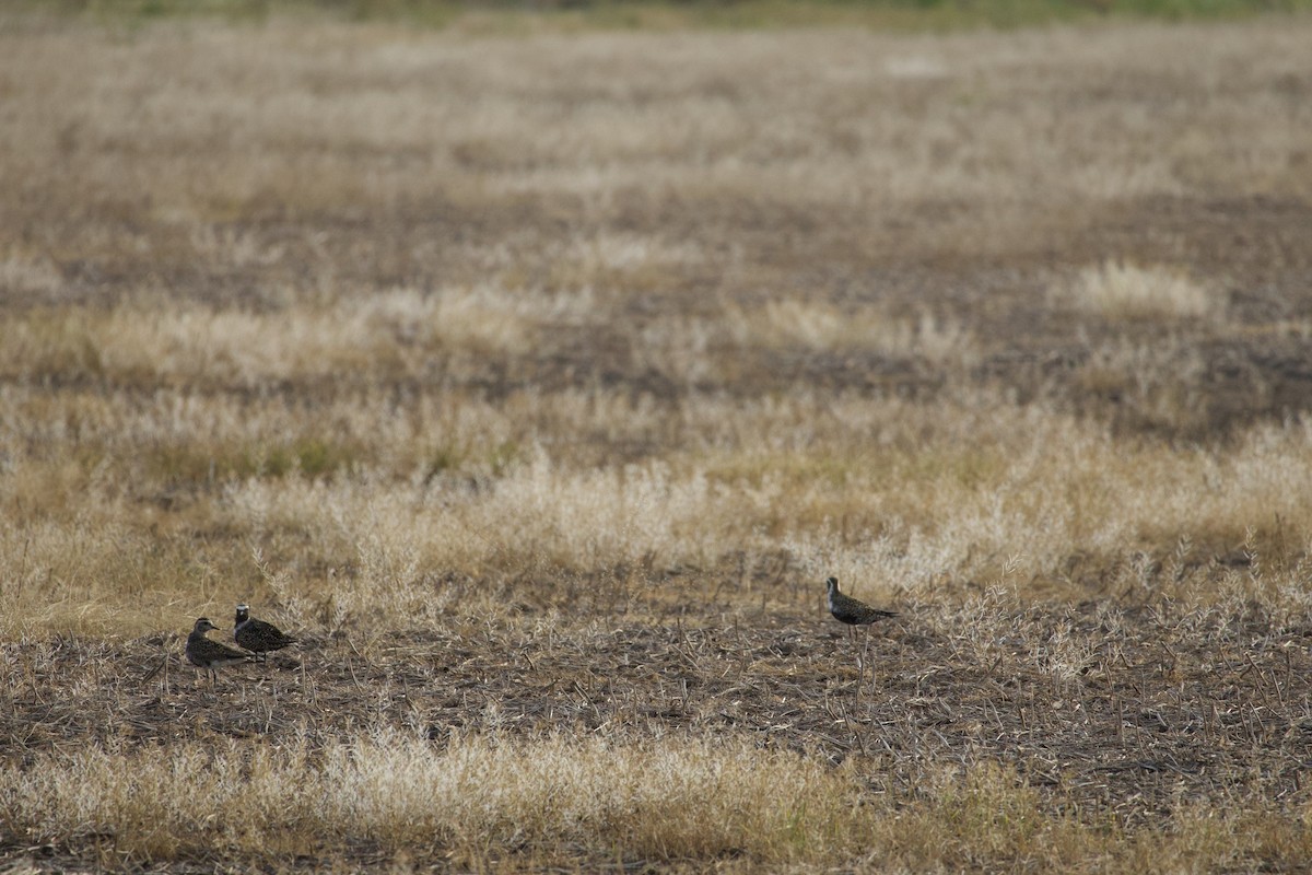 American Golden-Plover - ML635821050