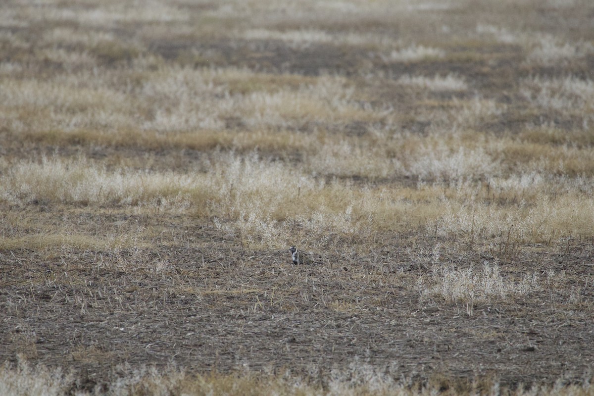 American Golden-Plover - ML635821051