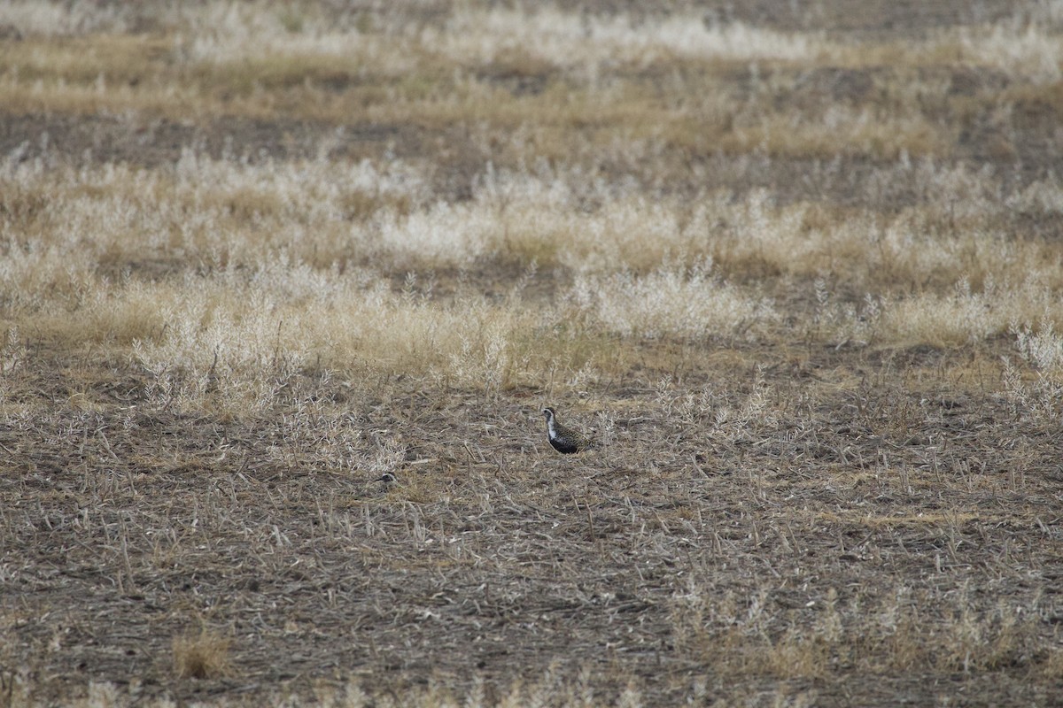 American Golden-Plover - ML635821052