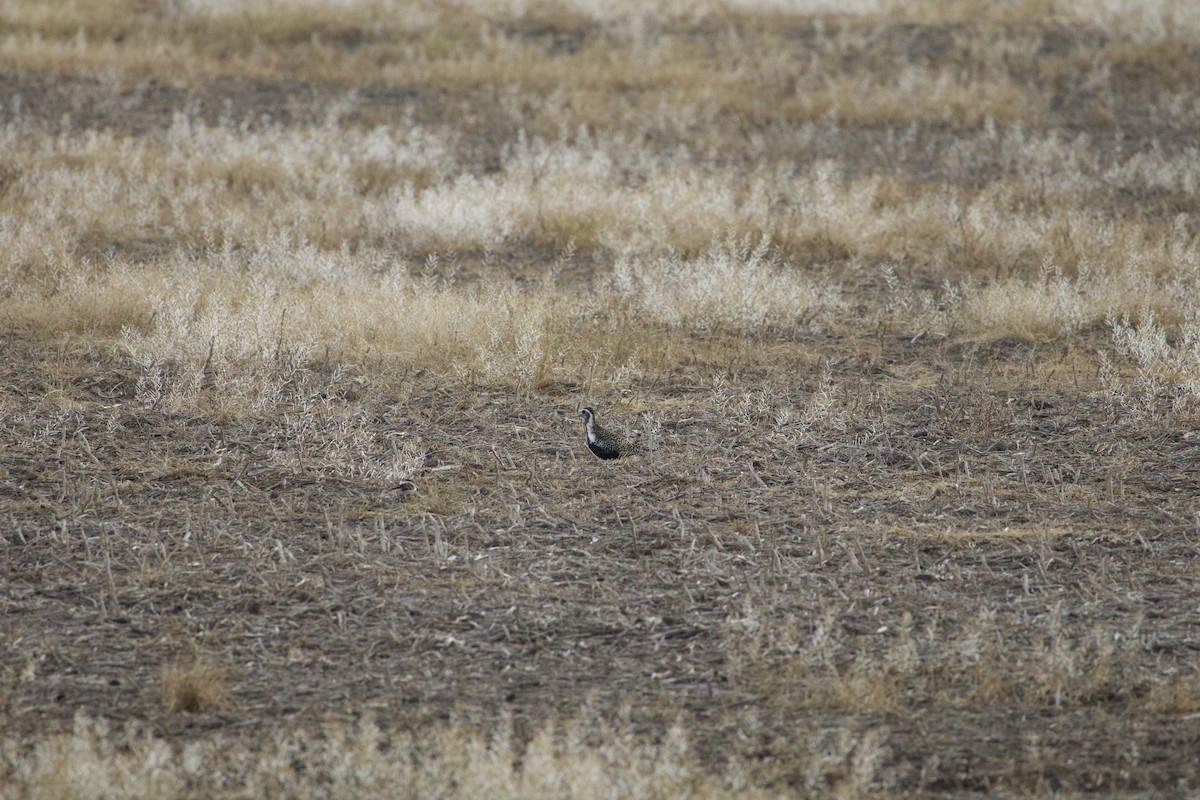 American Golden-Plover - ML635821055