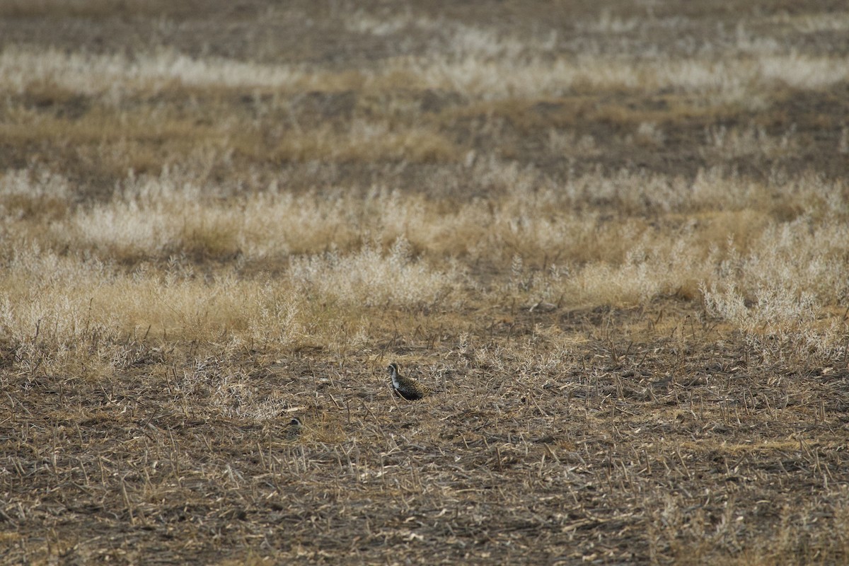 American Golden-Plover - ML635821056