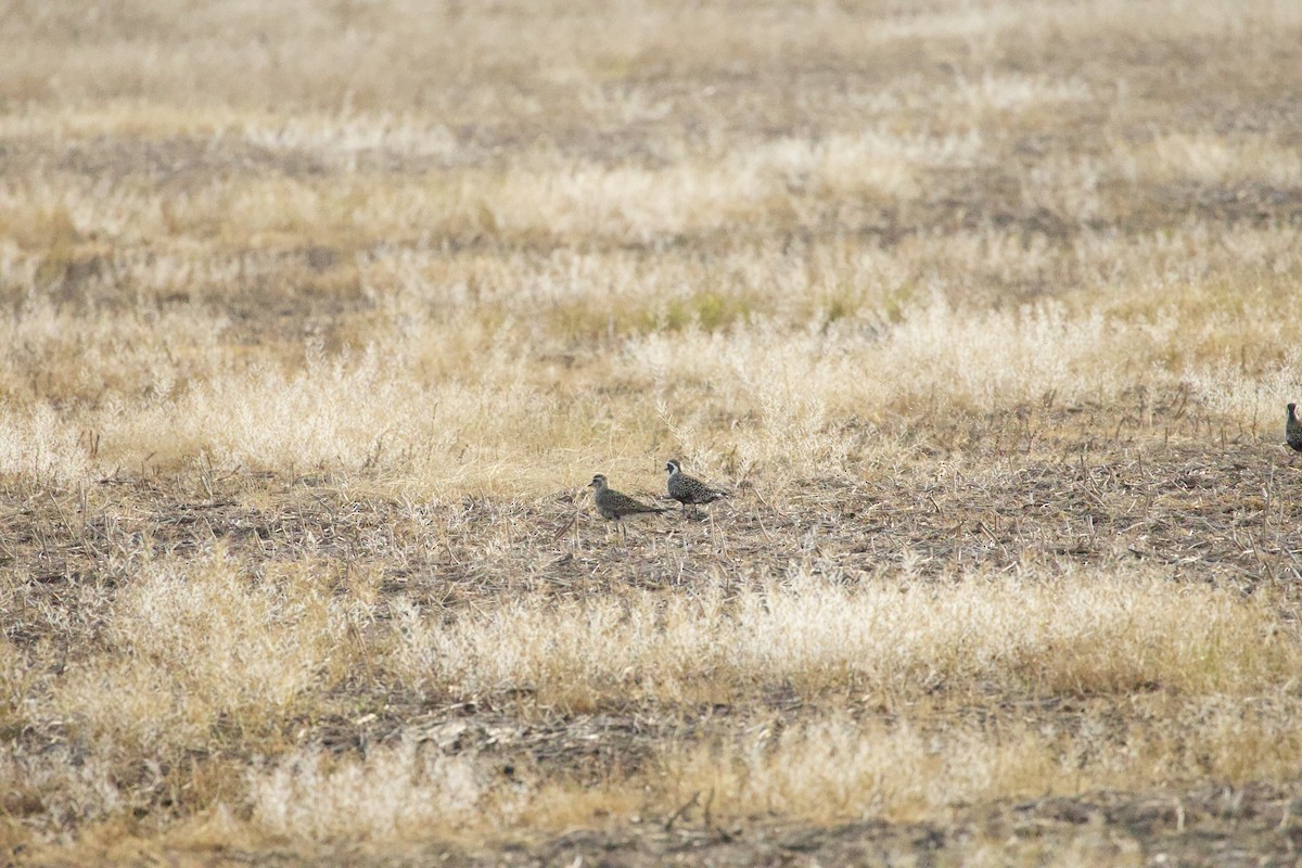 American Golden-Plover - ML635821058