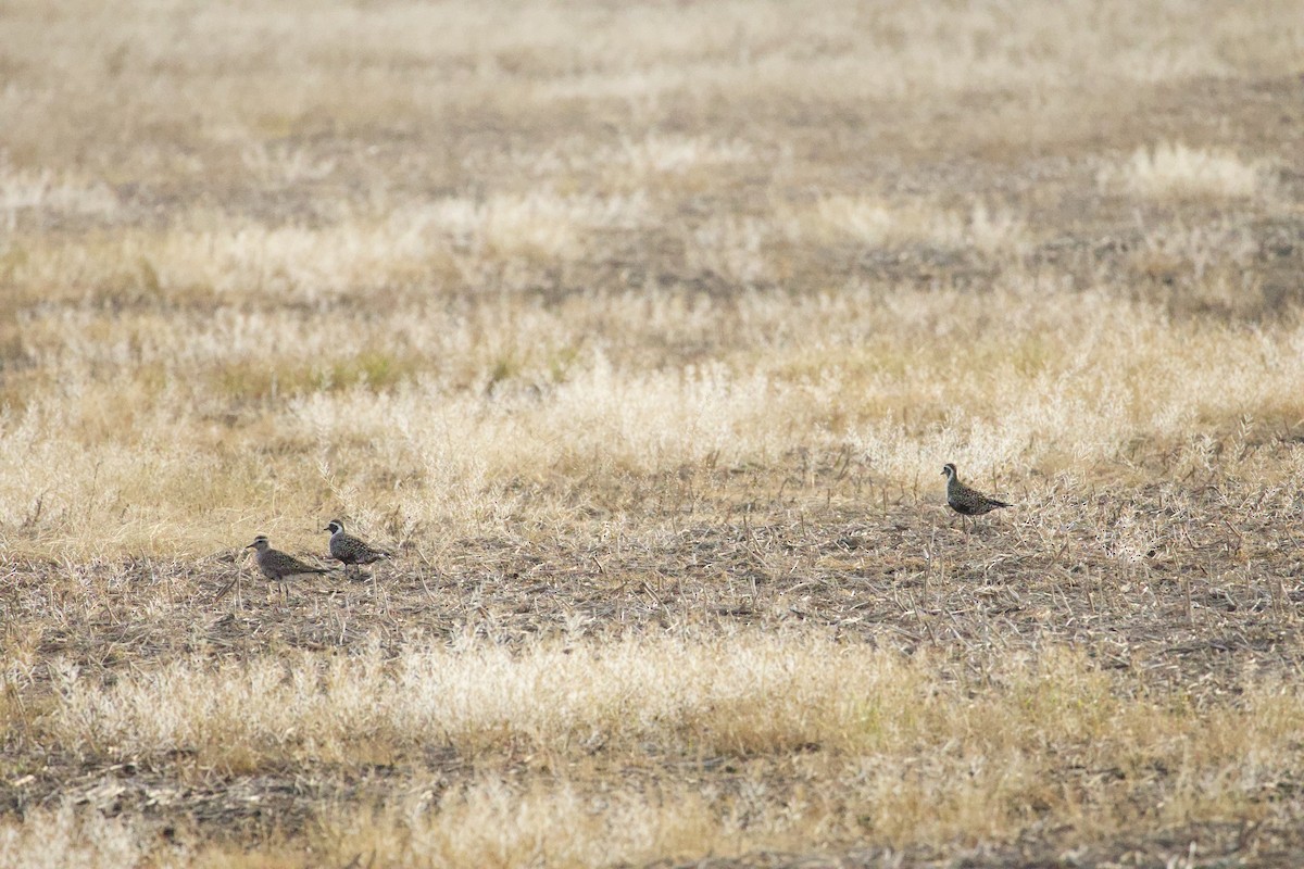 American Golden-Plover - ML635821059