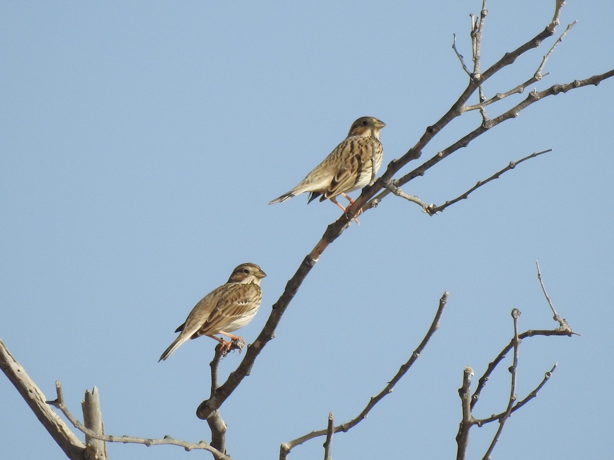 Corn Bunting - ML635821119