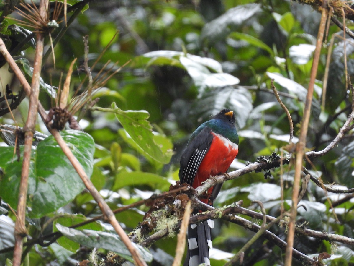 Masked Trogon - ML635821185
