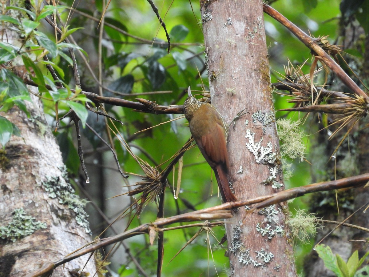 Montane Woodcreeper - ML635821197