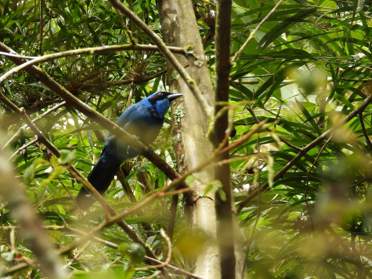 Turquoise Jay - ML635821206